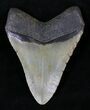 Nice Megalodon Tooth - North Carolina #21311-2
